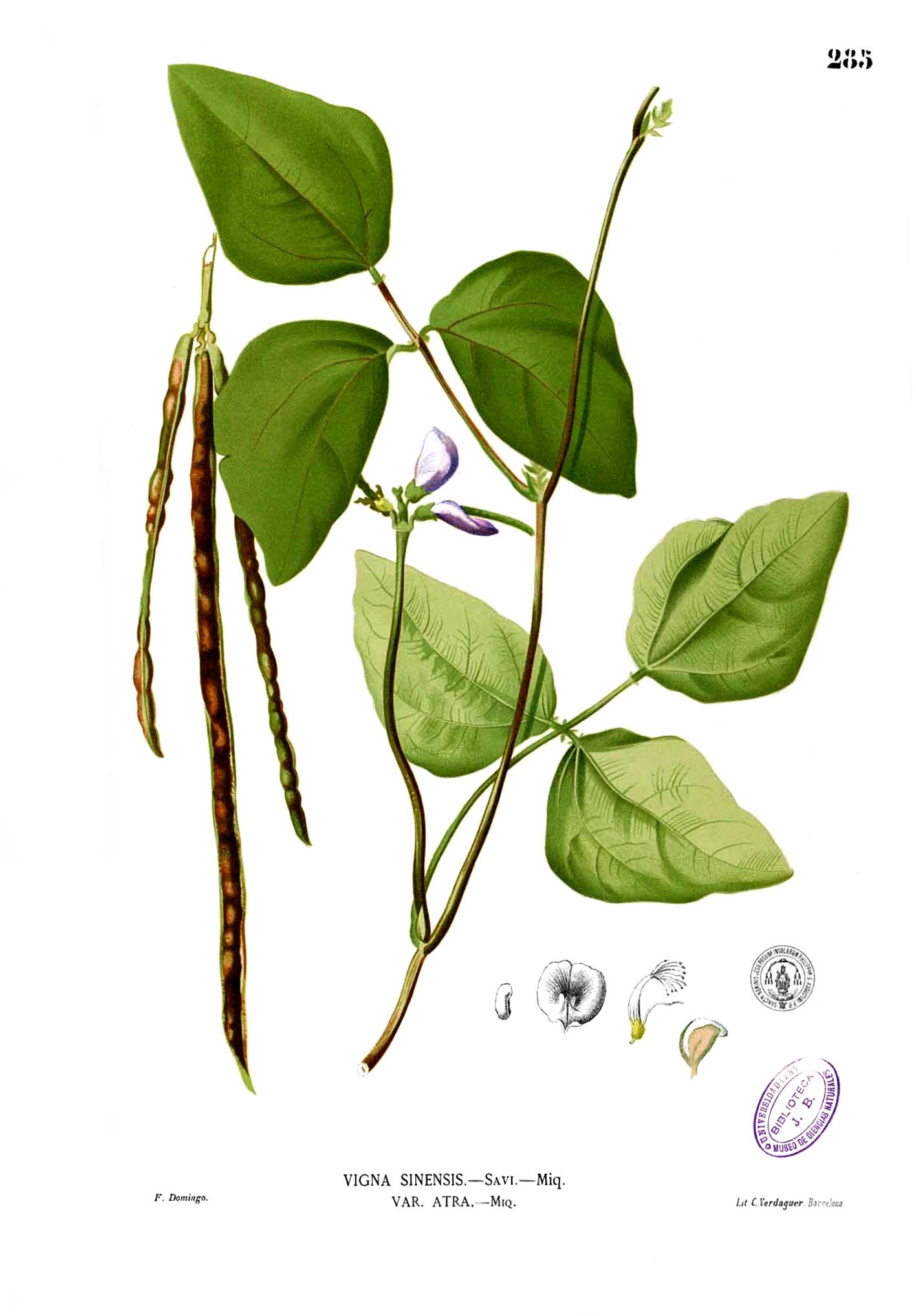 cowpea 